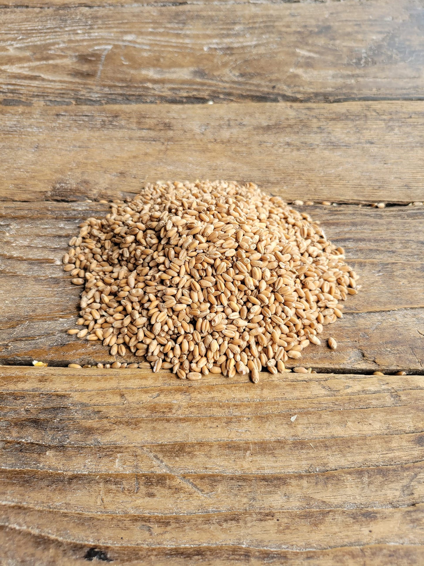 Homestead Harvest Ernst Grain Soft Red Wheat, Non-Gmo (50 Lb)