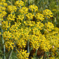 Pollen Ranch'S Organic Fennel Pollen - Premium Quality Fennel Flowers And Powder For Cooking, 100% Organic Fennel For Flavorful Dishes - 1 Oz. Tin