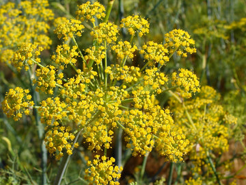 Pollen Ranch'S Organic Fennel Pollen - Premium Quality Fennel Flowers And Powder For Cooking, 100% Organic Fennel For Flavorful Dishes - 1 Oz. Tin