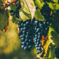 Naturegrail Whole Wine G  Seeds - 100% Natural Vitis Vinifera - 1.76oz (50g) - Kosher, Halal