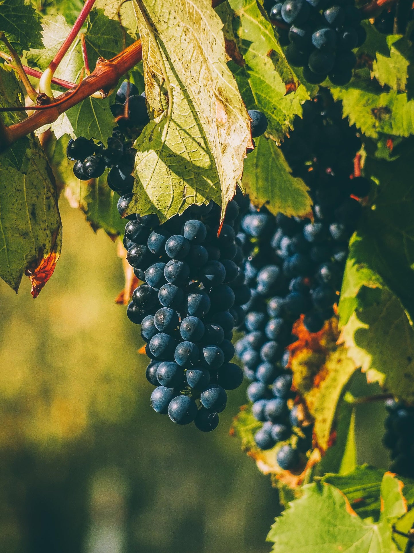 Naturegrail Whole Wine G  Seeds - 100% Natural Vitis Vinifera - 1.76oz (50g) - Kosher, Halal