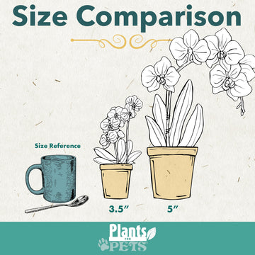 Enhanced White Live Orchid Plant Blooming In 3.5 Blue & White Orchid Pot, Live Plants, Houseplant Gifts, Approx. 16 Tall, Pet Friendly Houseplants, Phalaenopsis Moth Flower By Plants For Pets