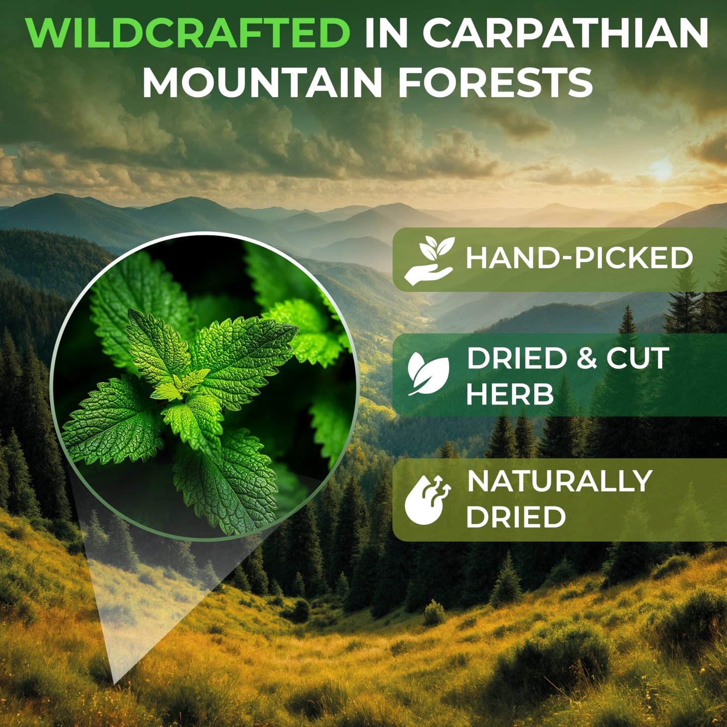 WILDFIELD HERBS Catnip Tea Bags - 30 Count, 1.5g Each, Herbal Cat Nip Tea