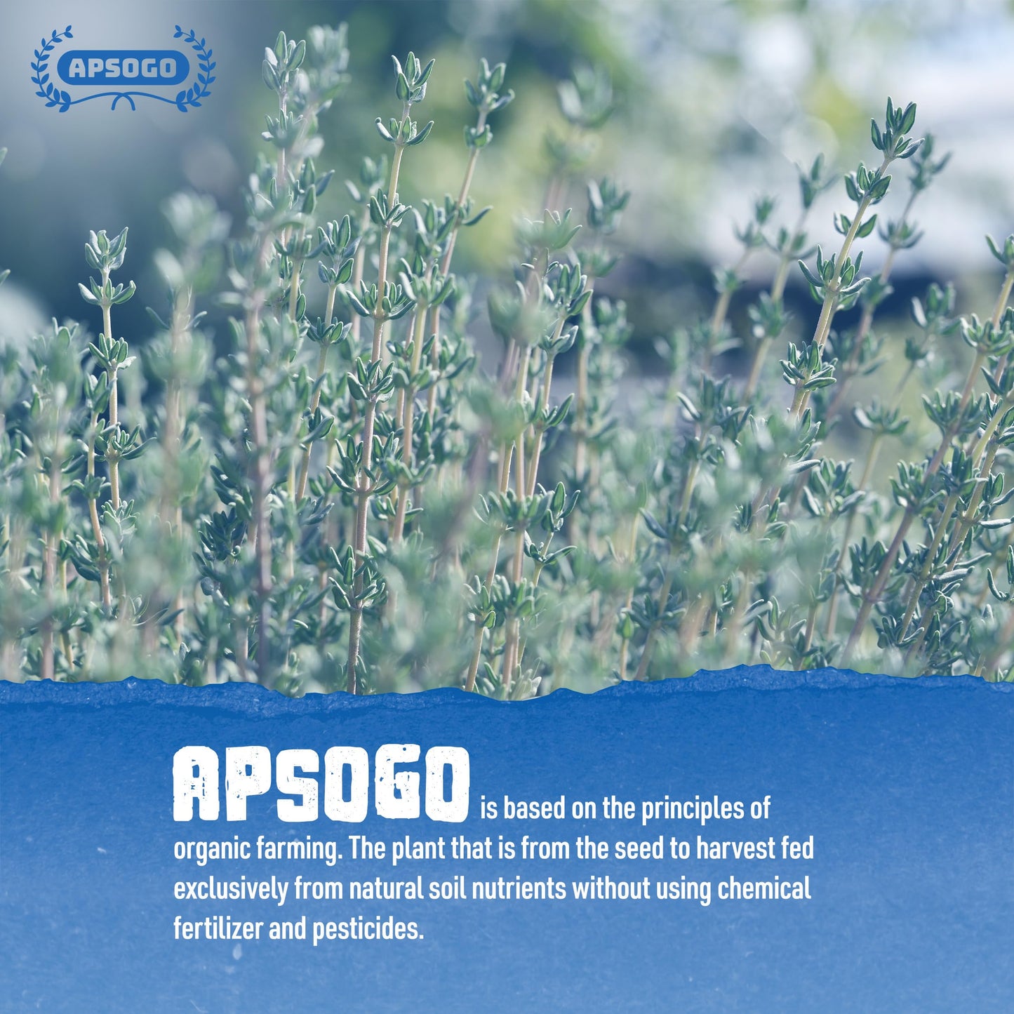 Apsogo Dried Organic Thyme From Greece - Premium Quality & Exceptional Taste, Perfect As A Spice Or Thyme Tea (7.05Oz)