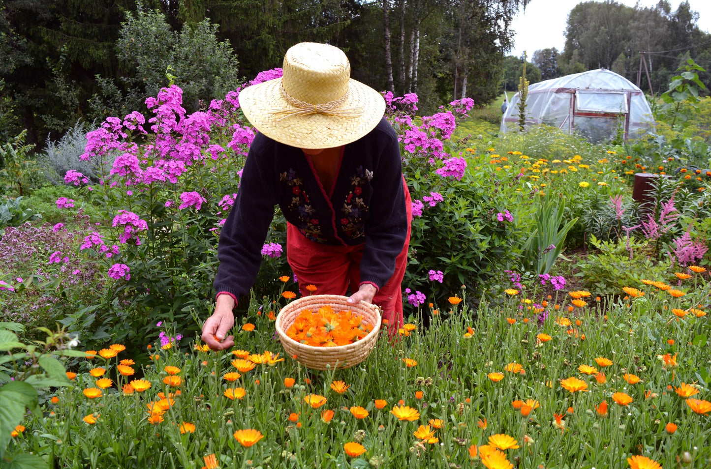 Calendula Petals - Pure Dried Marigold Flower Petals - Vegan | Gluten Free | Non-Gmo | No Sugar Added - Net Weight: 0.35Oz / 10G
