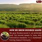 TOG999 Premium Red Rooibos Tea Bags, 100% Natural, Caffeine-Free, 120 Bags