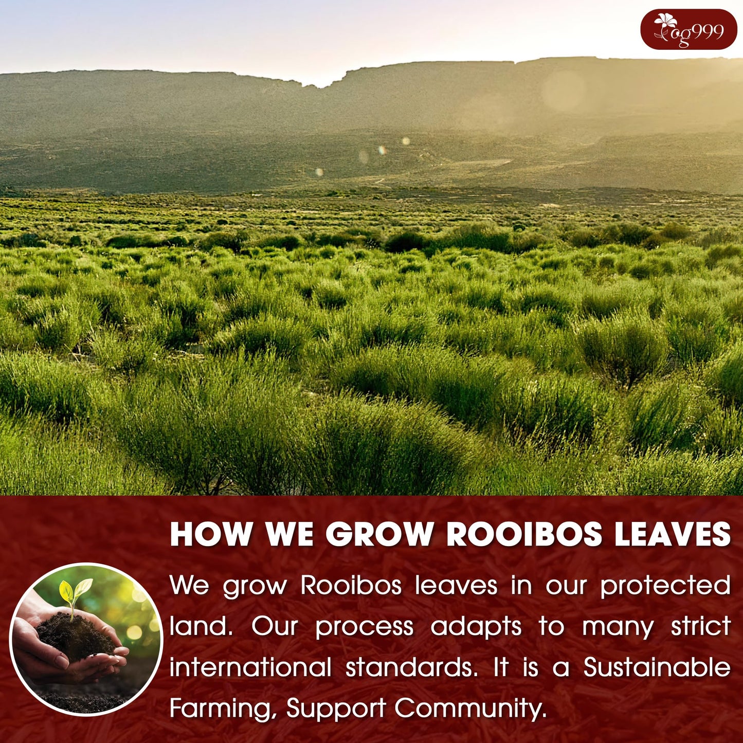 TOG999 Premium Red Rooibos Tea Bags, 100% Natural, Caffeine-Free, 120 Bags