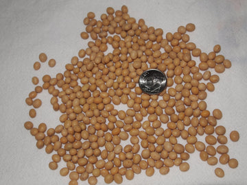 Signature Soy Non-Gmo Soybeans For Natto 13 Lbs. Fresh Crop