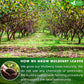 Freshdrinkus, Permium 16Oz Mulberry Leaves, 100% Natural & Pure From Mulberry Leaves, Loose Leaf Herbal Tea, No Additives, No Caffeine, Vegan