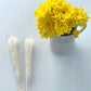 Classic Rock Candy Sticks, Sugar Rock Crystal Lollipops, Individually Wrapped (Pack Of 6, Clear White)