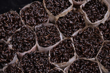 Bakto Flavors Vanilla Beans - 10 Vanilla Beans from Tanzania, 18.2 cm x 4 cm, Pecan Color