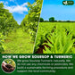 FRESHDRINKUS Premium Soursop Turmeric Tea Bags, 100% Natural, Vegan, 40 Special Bags