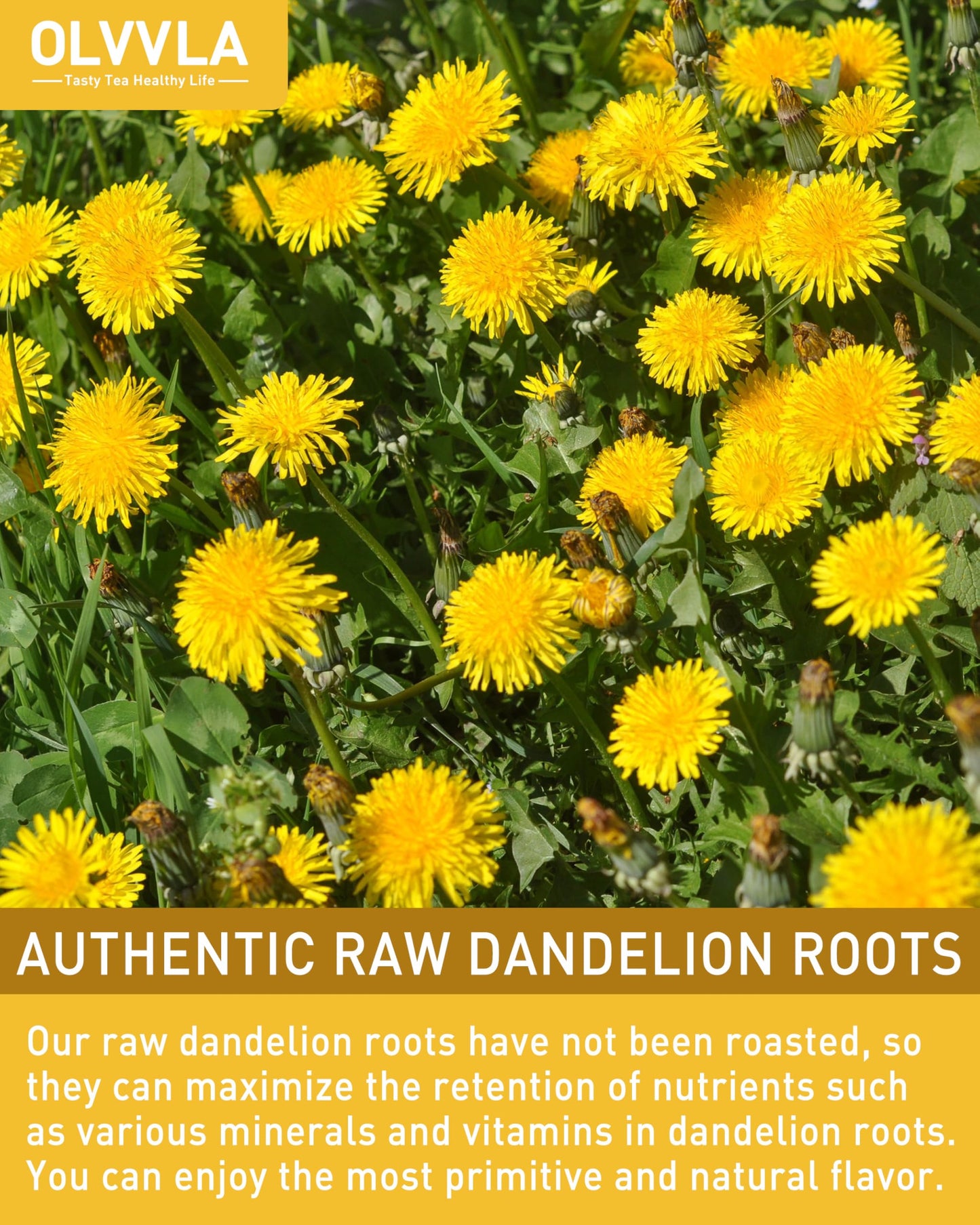 Olvvla Dandelion Root Tea Bags - Caffeine-Free, Non-GMO - 80 Count Pack