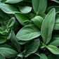 U.S. Wellness Naturals Organic Sage Leaf  1 Pound  Cut and Sifted Loose Leaf Tea and Seasoning  Albanian Origin