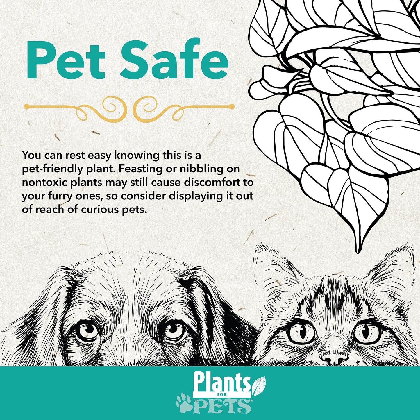 Enhanced White Live Orchid Plant Blooming In 3.5 Blue & White Orchid Pot, Live Plants, Houseplant Gifts, Approx. 16 Tall, Pet Friendly Houseplants, Phalaenopsis Moth Flower By Plants For Pets