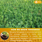FRESHDRINKUS Fenugreek Tea Bags, 100% Natural Herbal Tea, Caffeine-Free, Vegan, 75 Count