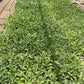 Juniper Ridge | White Sage Loose Leaves | Salvia Apiana Clusters | Dry Burning White Sage |  Lb Bag