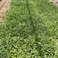 Juniper Ridge | White Sage Loose Leaves | Salvia Apiana Clusters | Dry Burning White Sage | 1 Lb Bag