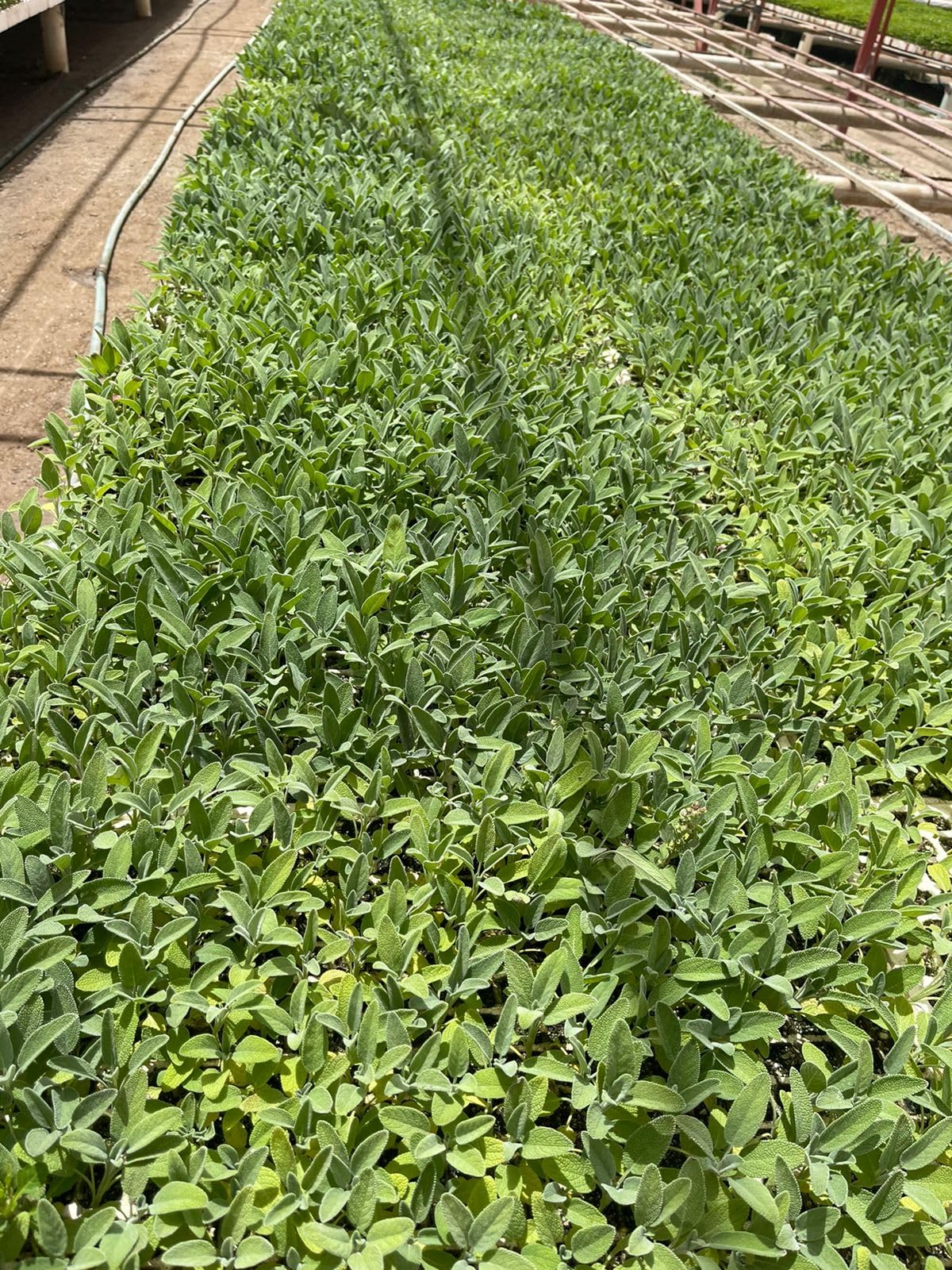 Juniper Ridge | White Sage Loose Leaves | Salvia Apiana Clusters | Dry Burning White Sage | 1 Lb Bag