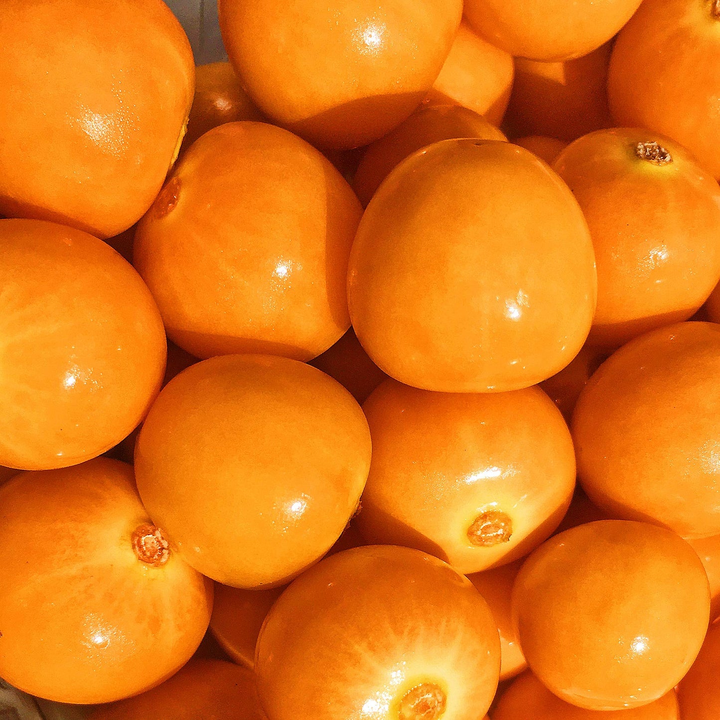 Kejora Fresh Golden Berries  Cape Gooseberries 3 Ounce (Pack Of 3)