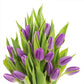 Kabloom Flowers - Bouquet Of 20 Purple Tulips Farm-Fresh From Holland - Gift For Birthday, Sympathy, Anniversary, Get Well, Thank You, Valentine, Mother’S Day Fresh Flowers