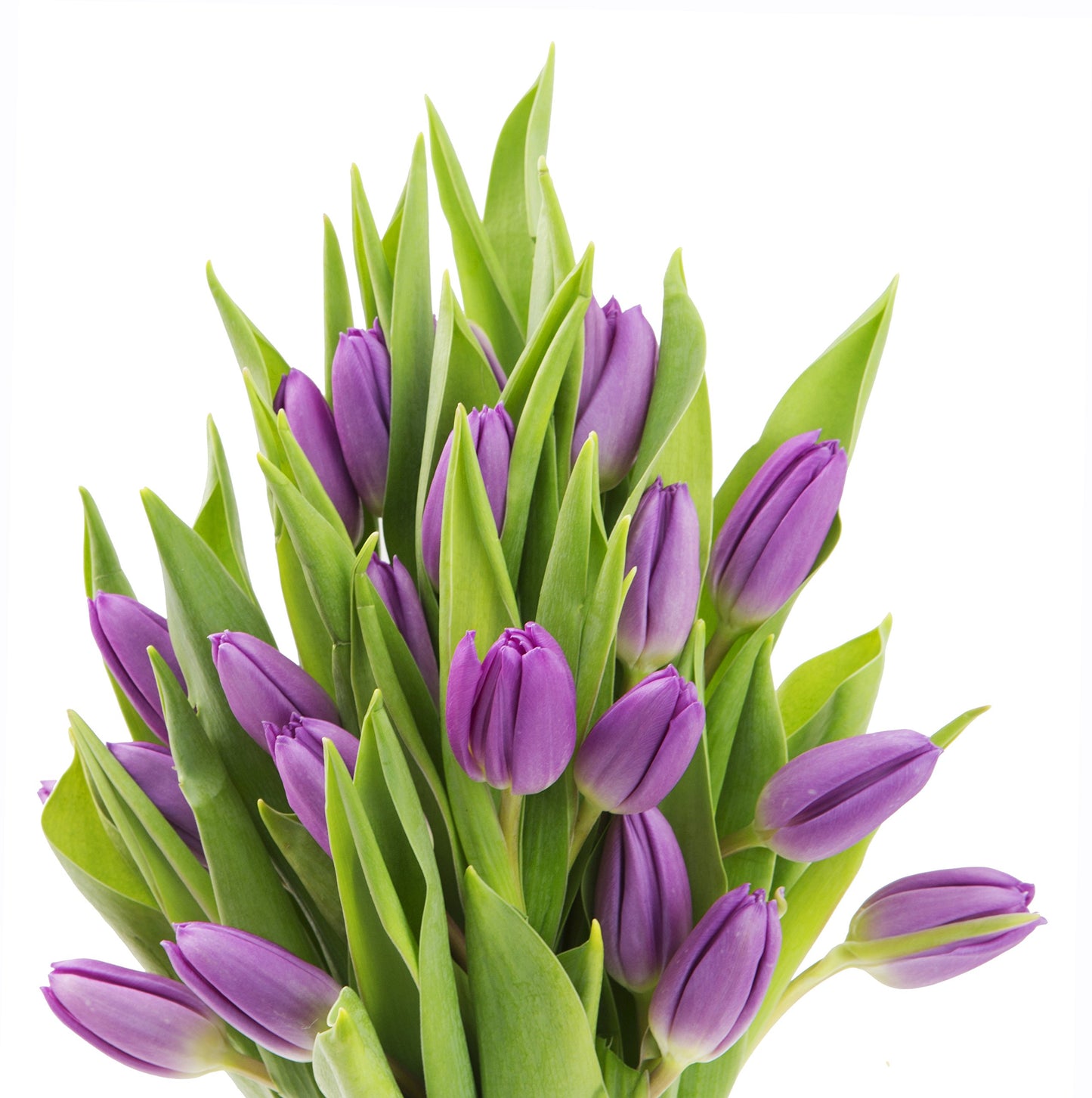 Kabloom Flowers - Bouquet Of 20 Purple Tulips Farm-Fresh From Holland - Gift For Birthday, Sympathy, Anniversary, Get Well, Thank You, Valentine, Mother’S Day Fresh Flowers