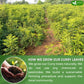 Freshdrinkus, Premium 0.9Oz Curry Leaves, Whole Dried Leaves, 100% Natural, Pure Curry Leaves, Hand-Made, Wildcrafted, Indian Sp