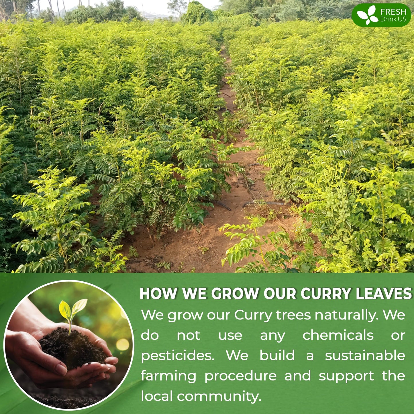 Freshdrinkus, Premium 0.9Oz Curry Leaves, Whole Dried Leaves, 100% Natural, Pure Curry Leaves, Hand-Made, Wildcrafted, Indian Sp
