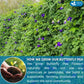 FRESHDRINKUS Blue Butterfly Pea Flower Tea Bags, 100% Natural, Vegan, 75 Count