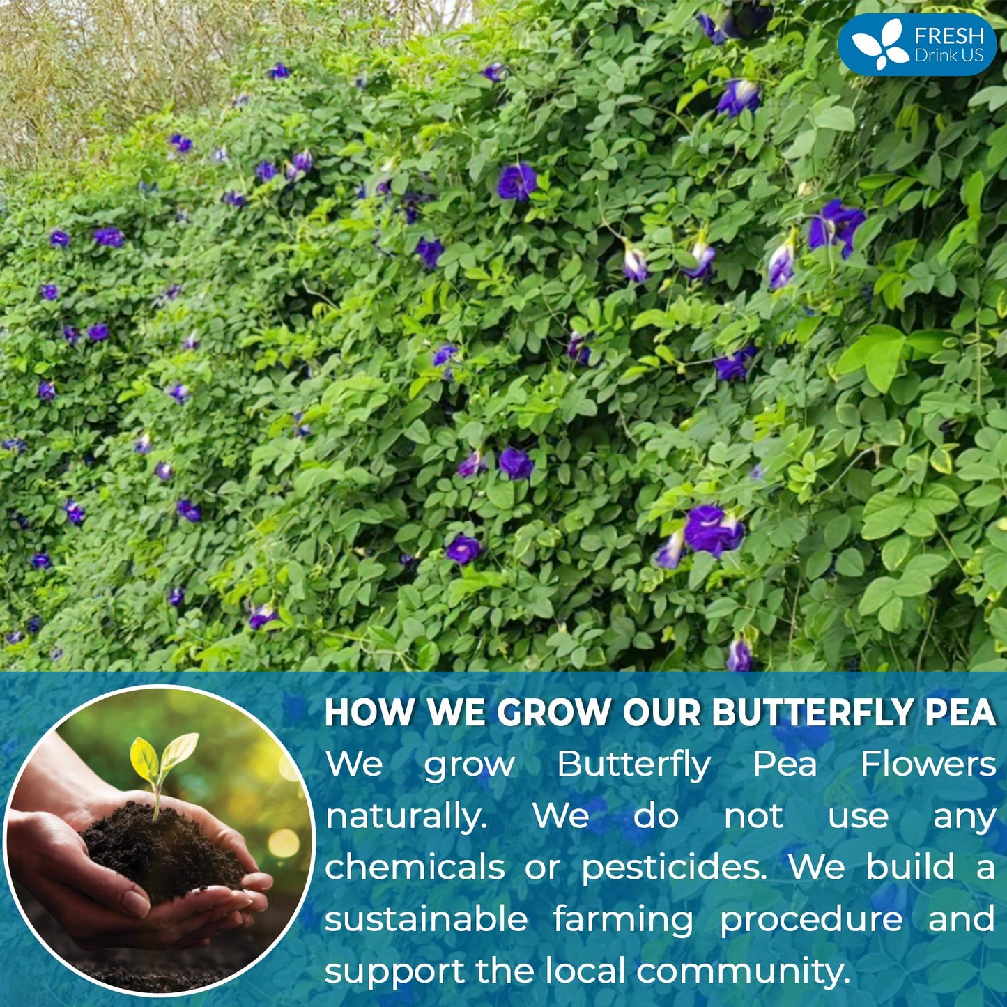 FRESHDRINKUS Blue Butterfly Pea Flower Tea Bags, 100% Natural, Vegan, 75 Count