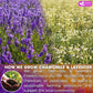 FRESHDRINKUS Chamomile Lavender Tea Bags, Caffeine-Free Herbal Blend, 60 Bags, Natural Relaxation Tea