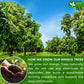 FRESHDRINKUS Mango Leaf Tea Bags - 100% Natural Herbal Tea, Vegan, No Caffeine, 15 Bags