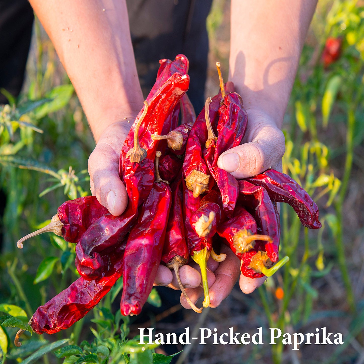 The Spice Way Paprika Powder - 8 oz paprika seasoning