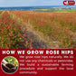 Premium Rosehip Tea Bags, 100% Natural & Pure from Rose Hip Fruits.