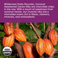 Wilderness Poets Cacao Nibs (Sweetened With Coconut Nectar) - Organic Raw Cacao Nibs - (8 Ounce - 227G)