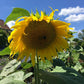 Dried, natural Sunflower Sprinkles from Germany | Net Weight: 0.52oz / 15g | Perfect addition to any salad, snack or smoothie bo