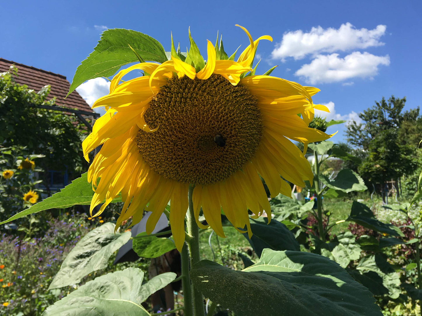 Dried, natural Sunflower Sprinkles from Germany | Net Weight: 0.52oz / 15g | Perfect addition to any salad, snack or smoothie bo