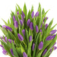 Blooms2Door Mothers Day Flowers - 50 Purple Tulips, Fresh Cut, Farm-Fresh, USA Grown, Model KBDF1195-V999-A999