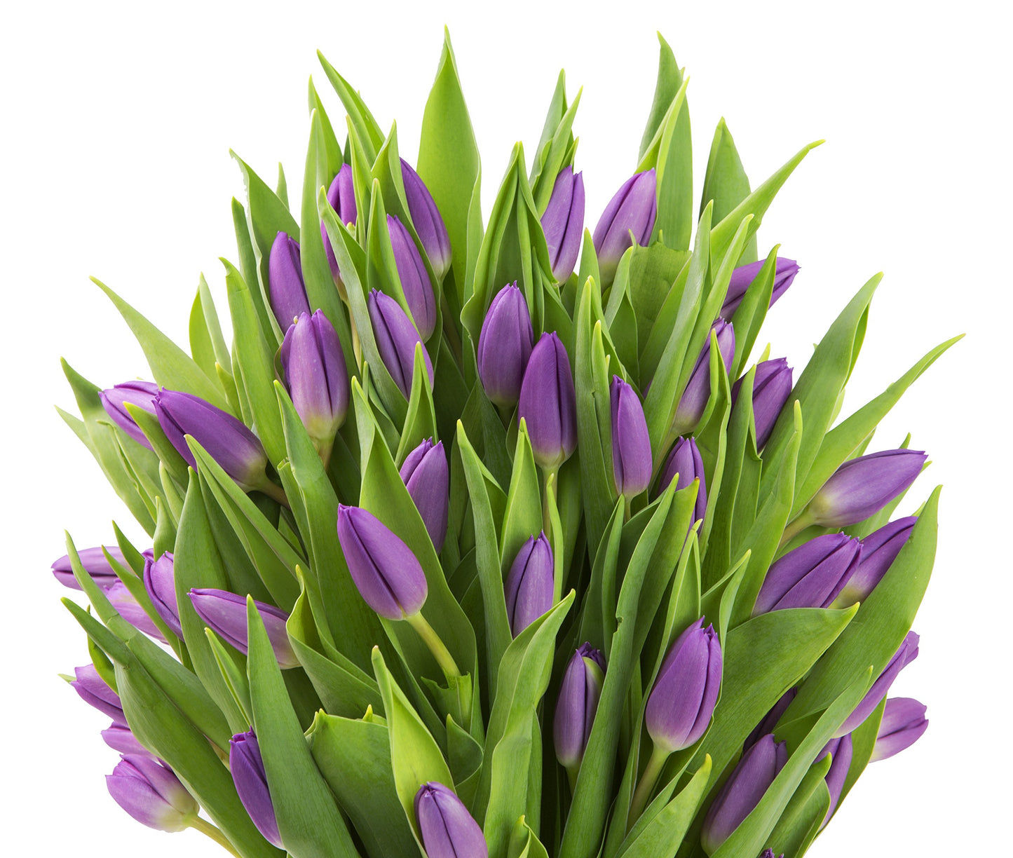 Blooms2Door Mothers Day Flowers - 50 Purple Tulips, Fresh Cut, Farm-Fresh, USA Grown, Model KBDF1195-V999-A999