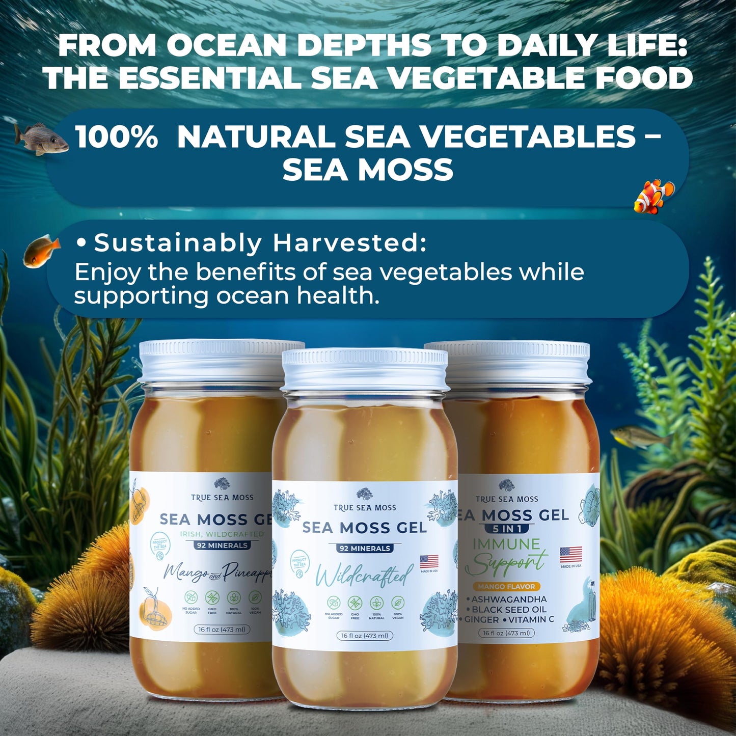 TrueSeaMoss Wildcrafted Irish Sea Moss Gel with Ashwagandha- Made with Organic Seamoss - Vegan-Friendly - Supports Health  Made in USA from Fresh Sea Vegetables (5 in 1  Pack of 3)