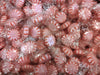 Cinnamon Starlights - 2 Lbs Of Fresh Delicious Sweet Spicy Individually Wrapped Hard Candy