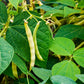 Food to Live Organic Navy Beans, 1 Pound Non-GMO verified, Kosher, Vegan, Dried White, Bulk. High in Protein and Dietary Fiber