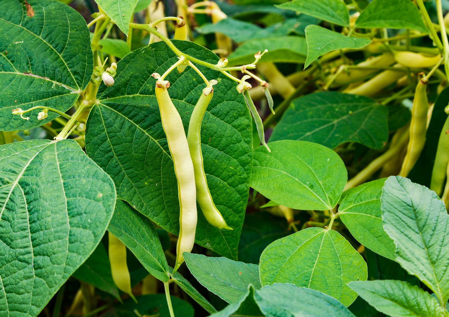 Food to Live Organic Navy Beans, 1 Pound Non-GMO verified, Kosher, Vegan, Dried White, Bulk. High in Protein and Dietary Fiber