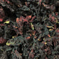 Mexgrim Hibiscus Flowers Dried Bulk Tea, 1.2 Lbs (19oz) Natural Herbal for Hot/Iced Drinks