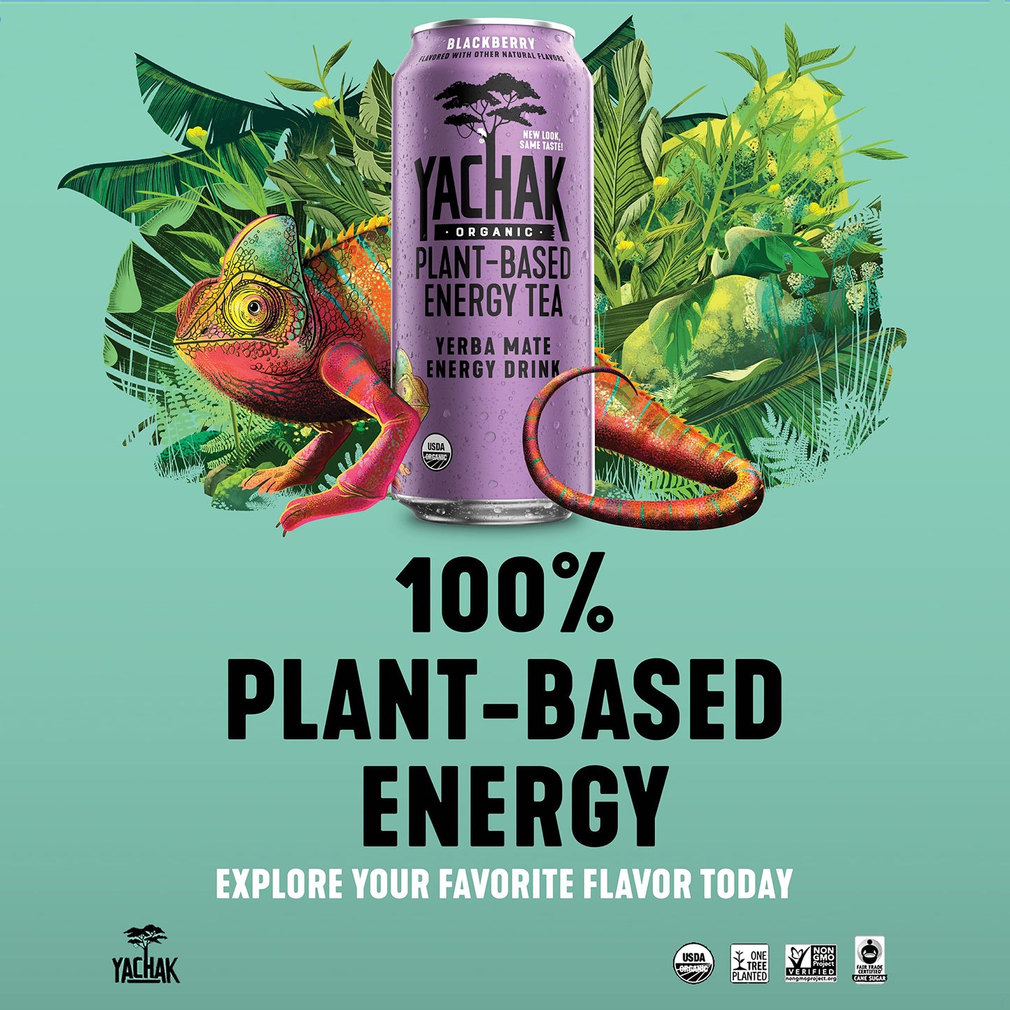 Yachak Yerba Mate Drink, Blackberry Flavor, 16 Fl Oz Cans, Pack of 12