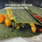 WrawP Organic Veggie Wraps - Spirulina, Gluten Free, Paleo, Raw Vegan, 5.6 Ounce (Pack of 2)