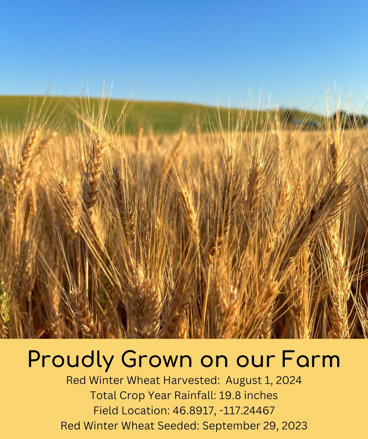Certified Glyphosate Residue Free Hard Red Winter Wheat Berries | 1 Lbs | Family Farmed In Washington State | Non-Gmo Project Ve