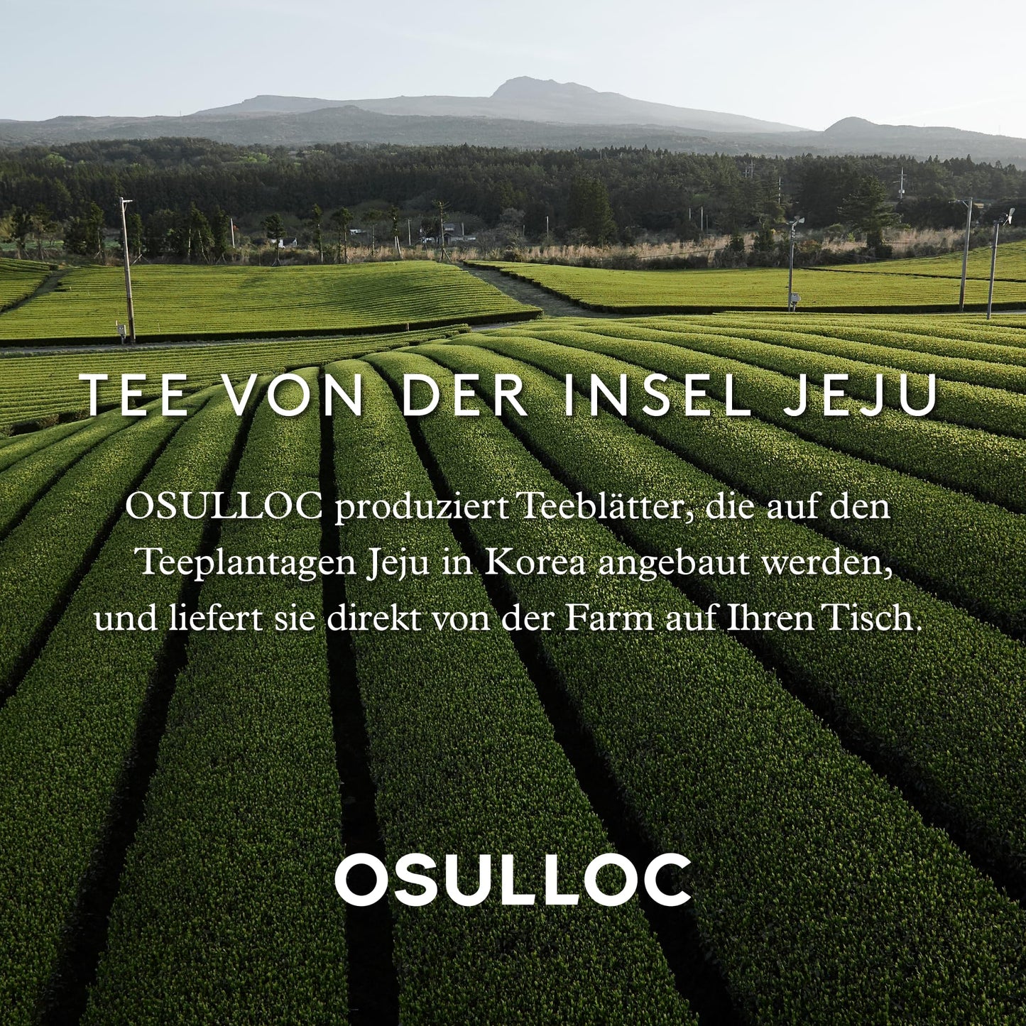 Osulloc Tangerine Tea (Fresh Jeju Tangerine Flavor), Fruit Tea Blend, Premium Teabags From Jeju Island, 20 Count, 1.06 Oz, 30G