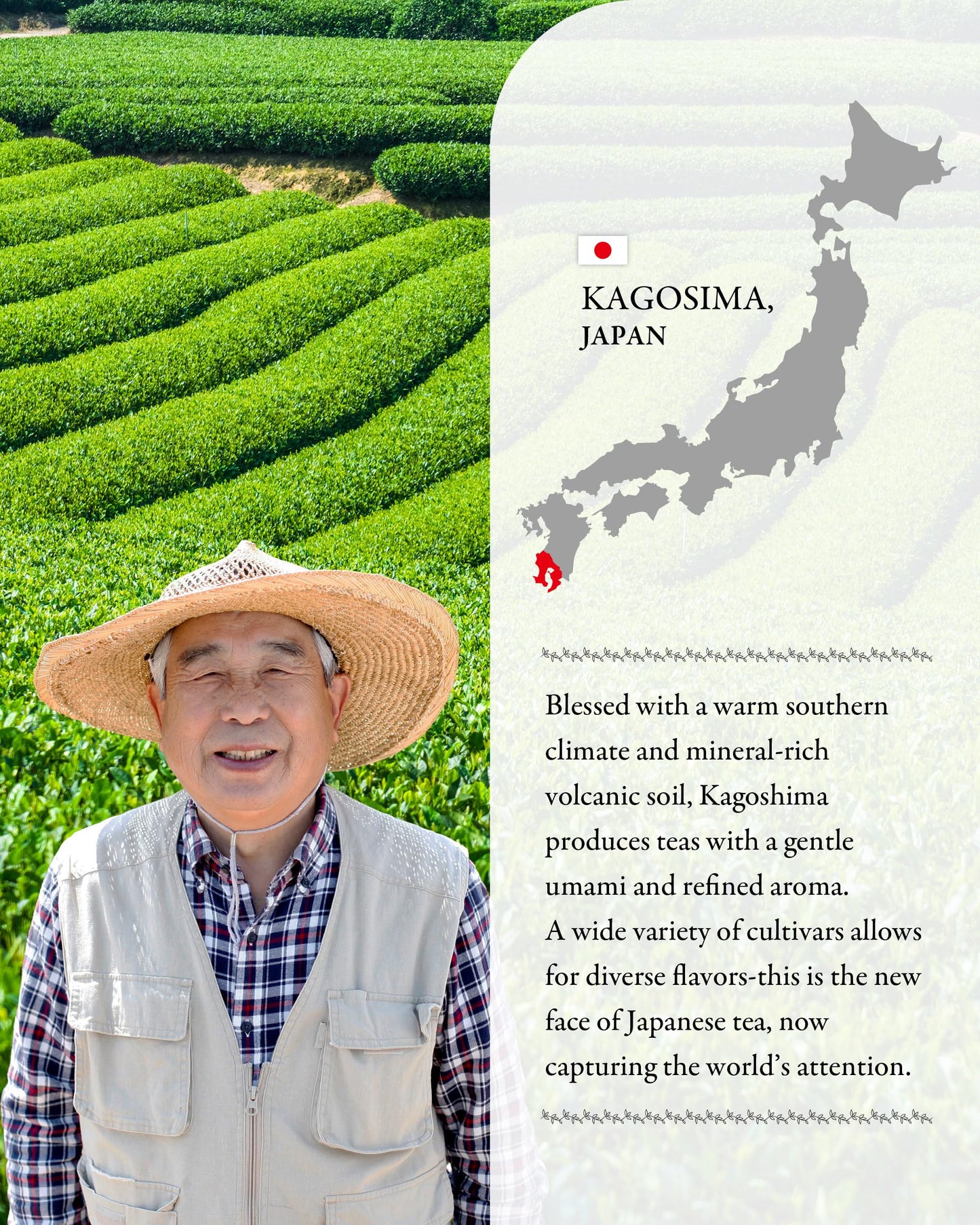 SUMIRE Hojicha Powder Rich Aroma from Kagoshima  Japan - Roasted Flavor  Caffeine-Light  Fine Texture  Easy Mix (Hojicha Powder)