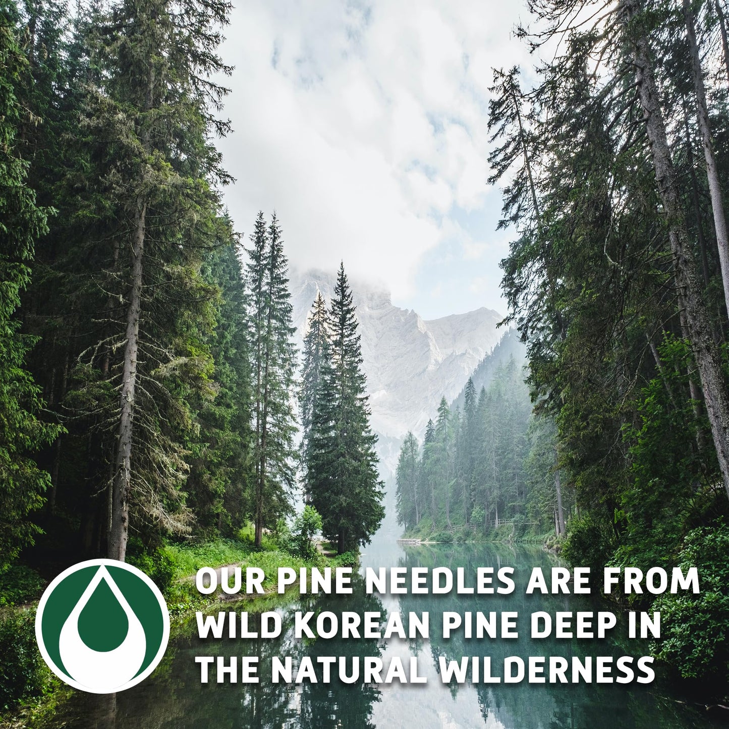 Sou Zen Pine Needle Tea Loose Leaf, 4oz | Premium Wild Korean Tea, Non-GMO, Caffeine-Free, Herbal, No Preservatives